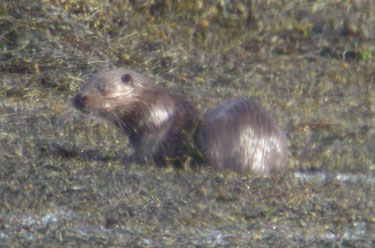 Otter in kelp