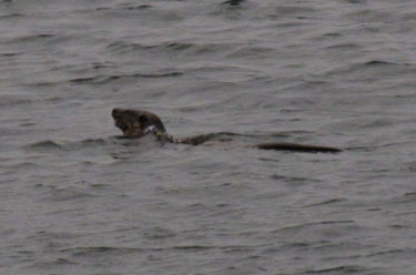 Otter fishing