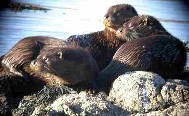 Otters on the loch shore by Jim Wood