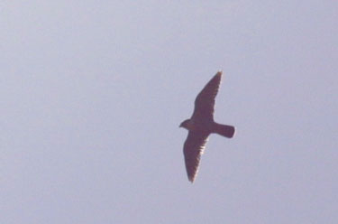 Peregrine
