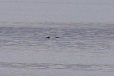 Porpoise