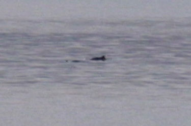Porpoise