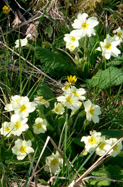 Primrose