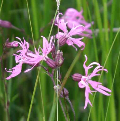 Ragged Robin
