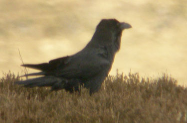 Raven
