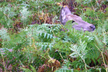 Red Deer hiding in the bracken
