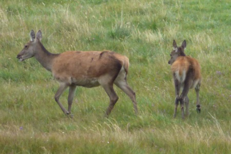 Red Deer hind and
                                              calf
