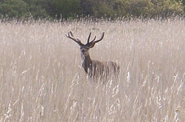 Red Deer stag in Reed bed