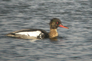 Red-breasted Merganzer male