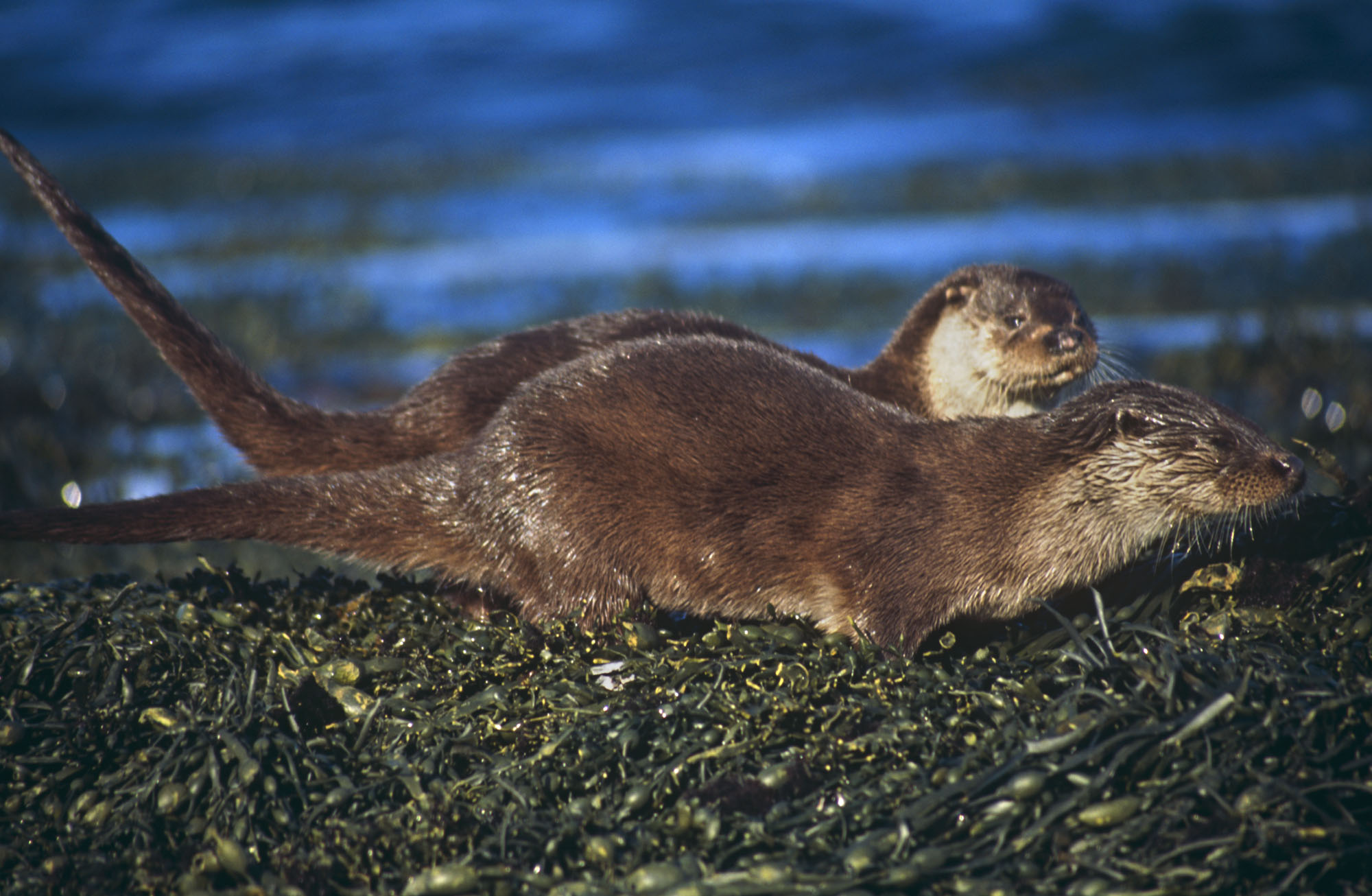 Otters by Nic Davies