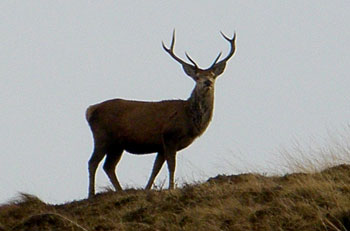 Red
                            Deer stag