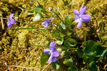 Violet