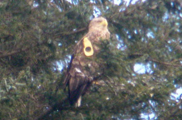 White-tailed Eagle