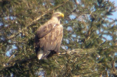 White-tail Eagle