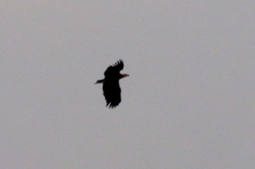 Whire-tail sea Eagle
