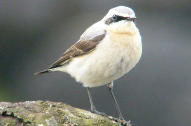Wheatear