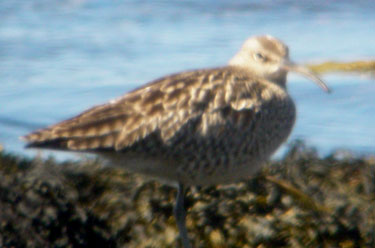 Whimbrel