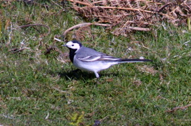 White Wagtail
