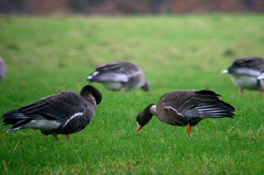 White-fronted Geese with
                                      Greylags