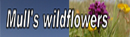 Wildflower button