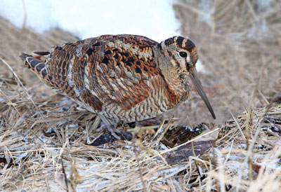 Woodcock