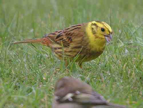 male Yellowhammer