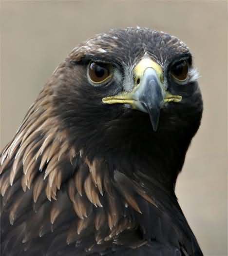 Pictures Of Golden Eagle - Free Golden Eagle pictures 