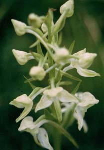 Greater Butterfly Orchid - Mull 2005