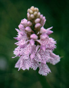 Heath Spotted Orchid - Mull 2005