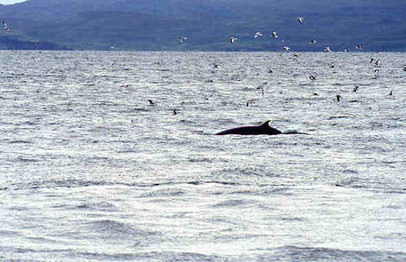 Minkie Whale