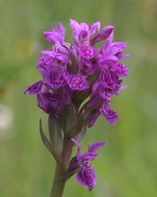 Northern Marsh Orchid - Mull 2005