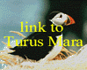 Turus
                                        Mara