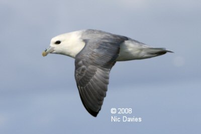 Fulmar