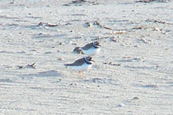 2 Ringed Plover