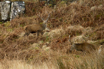 Red
Deer Stags