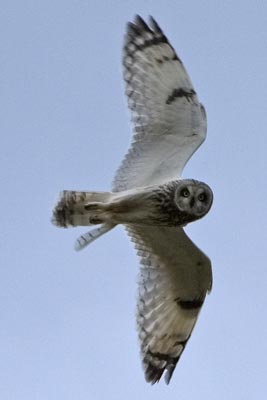 Short-eared Owl