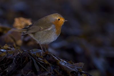 Robin on seaweed