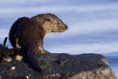 Otter cub wais for mum's return