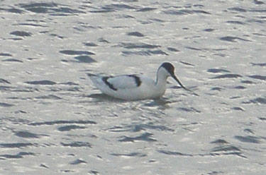 Avocet Oct13