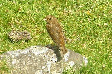 Baby Robin