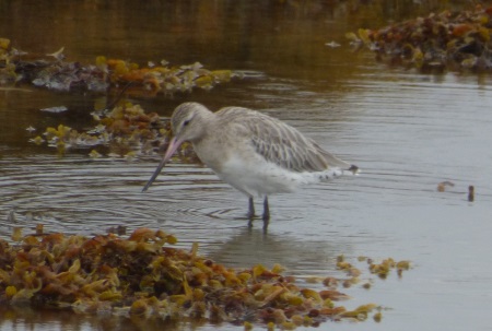 Bar-tail Godwit