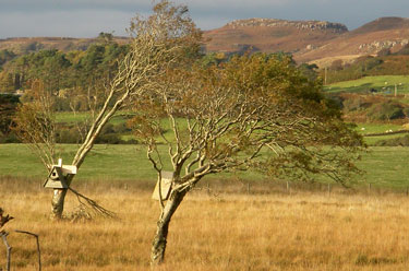 Barn Owl boxes