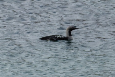 Black-throated Diver