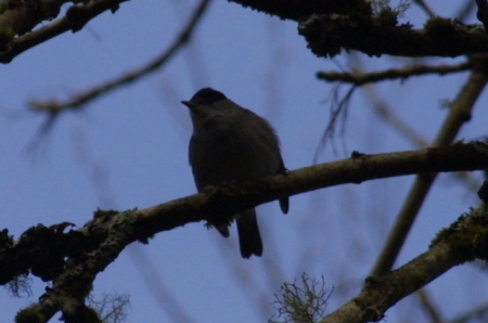 Blackcap