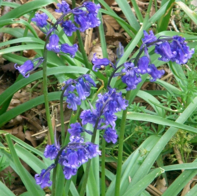 Bluebell