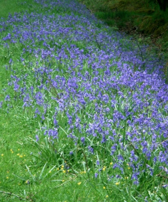 Bluebells