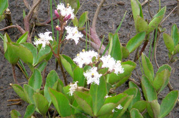 Bogbean