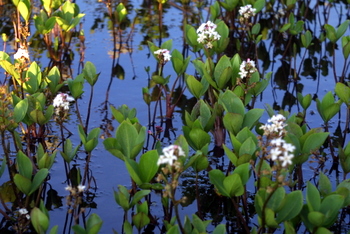 Bogbean
                            in a wet bog