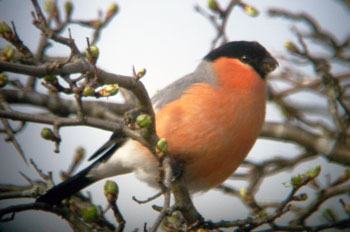 Bullfinch