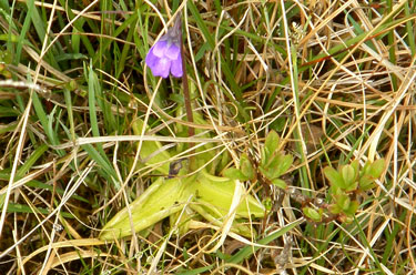 Butterwort